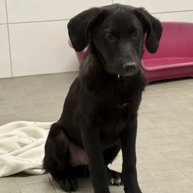 Carl, male Mixed Breed for adoption at Tierheim Bergheim, Bergheim — photo 2 of 4