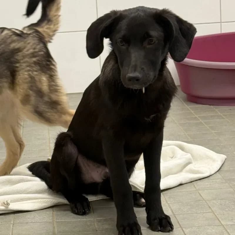 Carl, male Mixed Breed for adoption at Tierheim Bergheim, Bergheim — photo 3 of 4