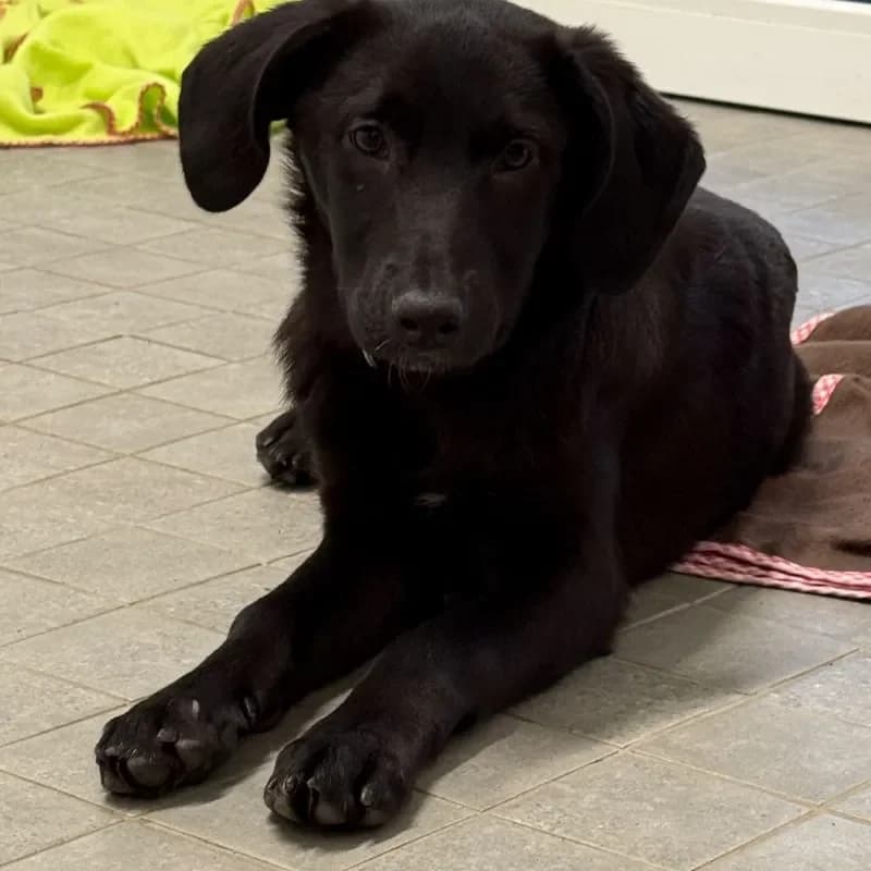 Carl, male Mixed Breed for adoption at Tierheim Bergheim, Bergheim — photo 4 of 4