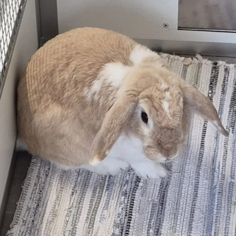 Casper, male mixed breed for adoption at Tierheim Bergheim, Bergheim