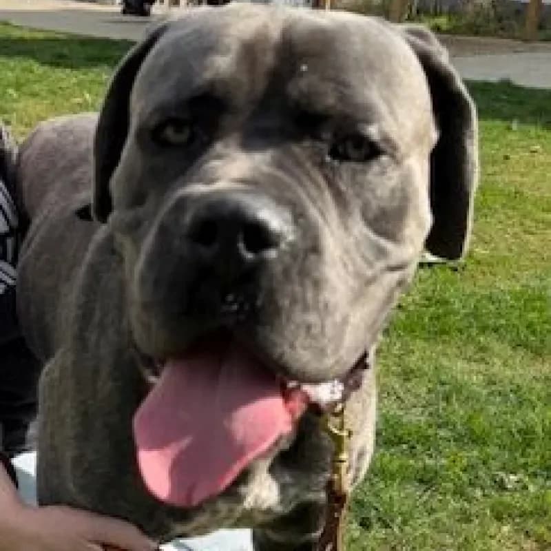 Chapo, male Cane Corso for adoption at Tierheim Bergheim, Bergheim