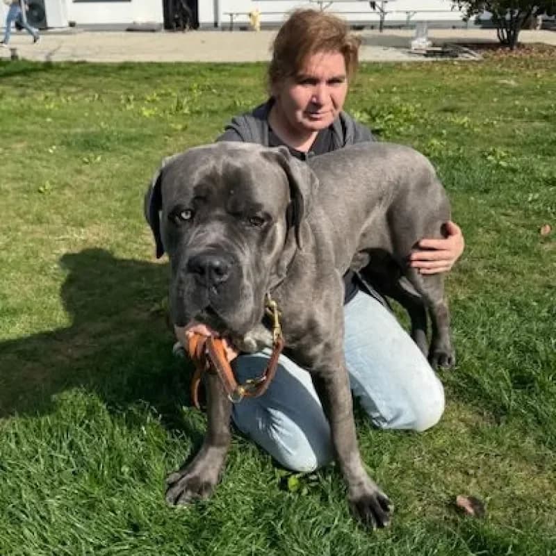 Chapo, male Cane Corso for adoption at Tierheim Bergheim, Bergheim — photo 2 of 4