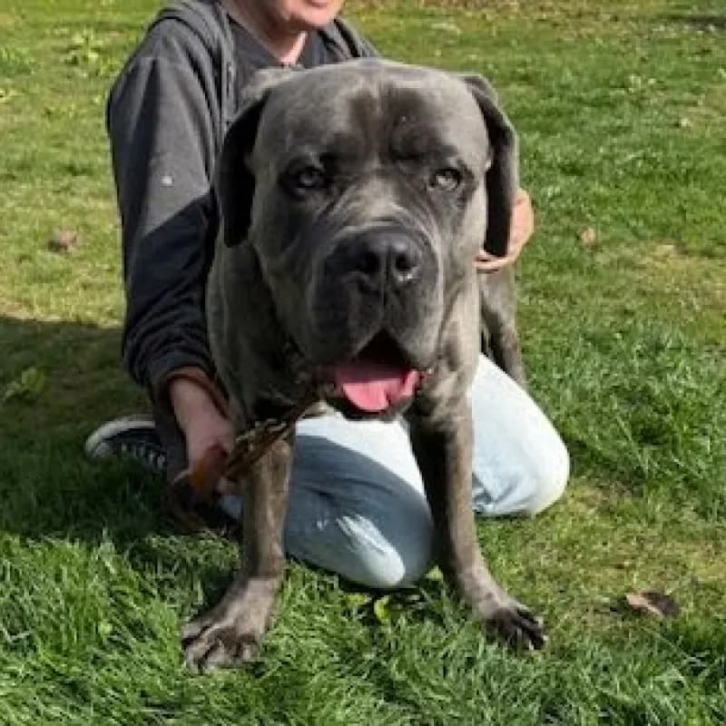 Chapo, male Cane Corso for adoption at Tierheim Bergheim, Bergheim — photo 3 of 4