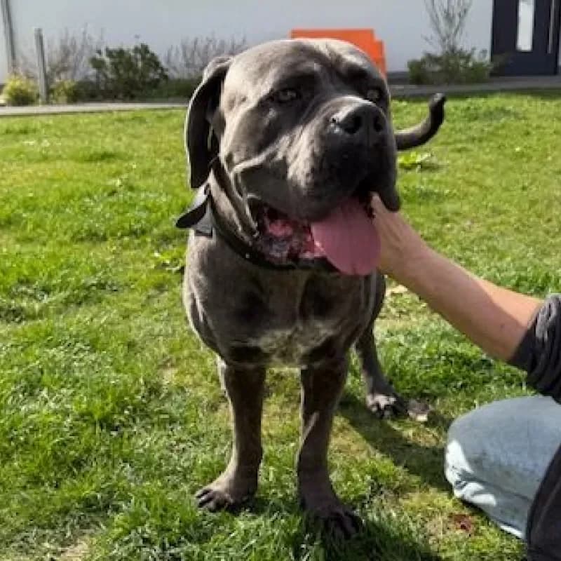 Chapo, male Cane Corso for adoption at Tierheim Bergheim, Bergheim — photo 4 of 4