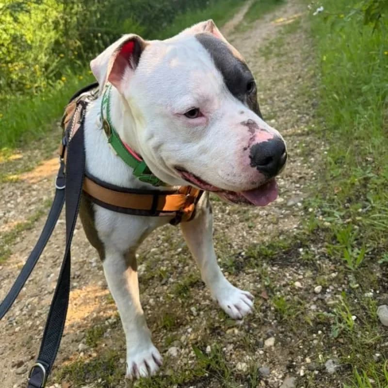 Chase, male young Staffordshire Bull Terrier for adoption at Tierheim Bergheim, Bergheim