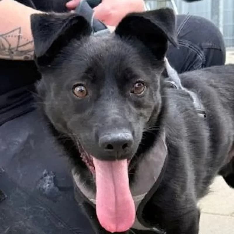 Chip, male young Mixed Breed for adoption at Tierheim Bergheim, Bergheim