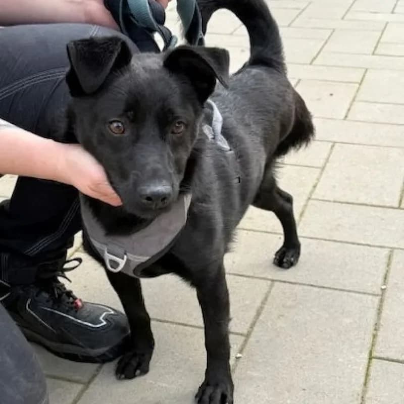 Chip, male Mixed Breed for adoption at Tierheim Bergheim, Bergheim — photo 2 of 4
