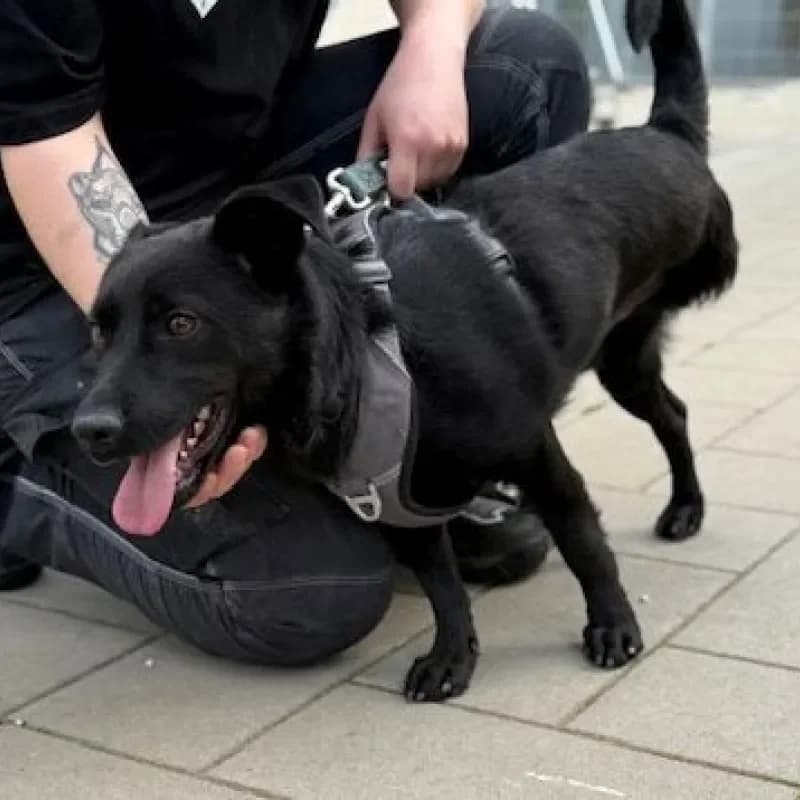 Chip, male Mixed Breed for adoption at Tierheim Bergheim, Bergheim — photo 3 of 4