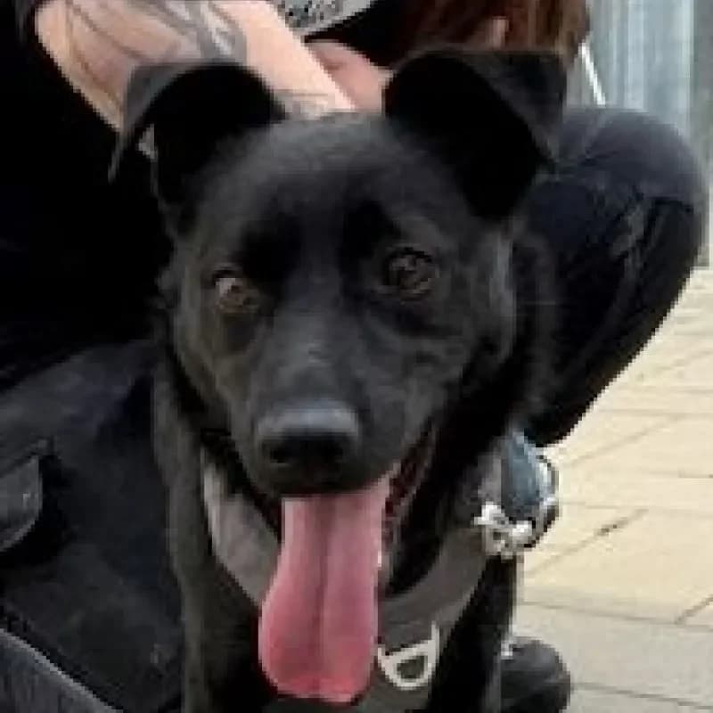 Chip, male Mixed Breed for adoption at Tierheim Bergheim, Bergheim — photo 4 of 4