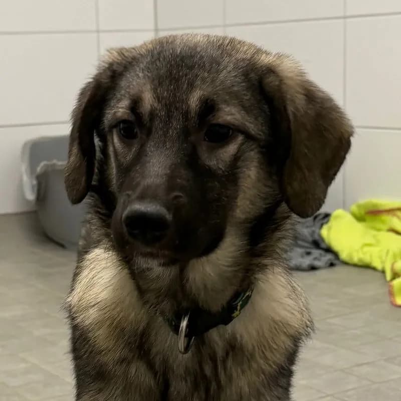 Cici (reserviert), female Mixed Breed for adoption at Tierheim Bergheim, Bergheim