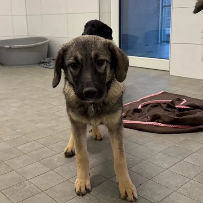 Cici (reserviert), female Mixed Breed for adoption at Tierheim Bergheim, Bergheim — photo 2 of 4