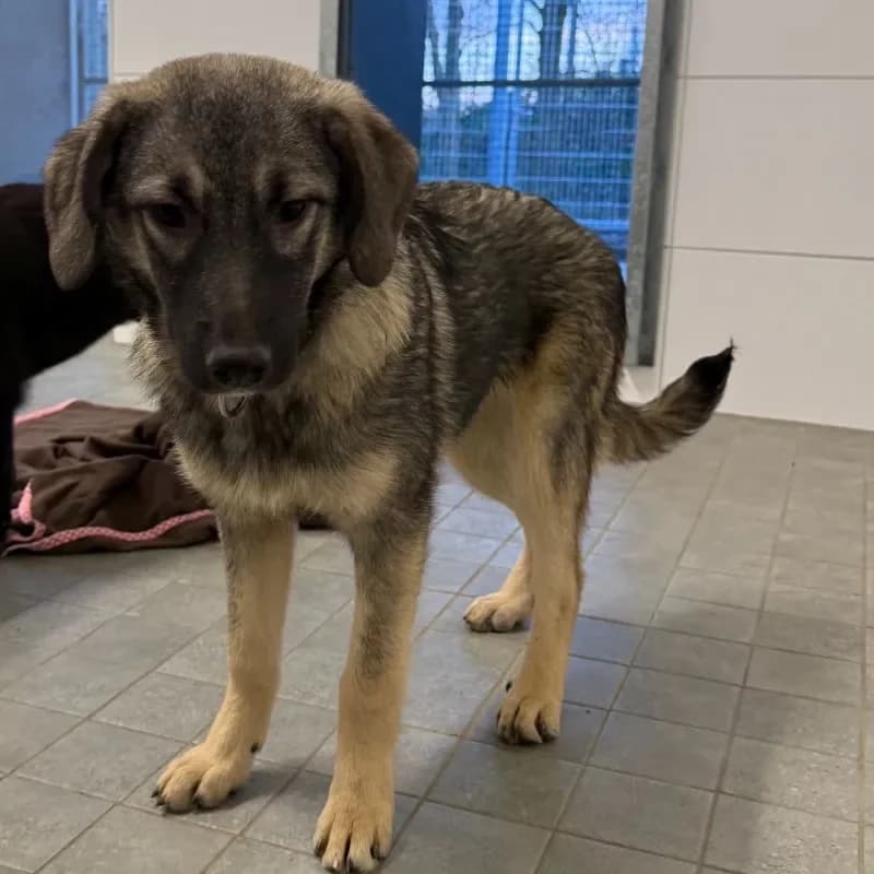 Cici (reserviert), female Mixed Breed for adoption at Tierheim Bergheim, Bergheim — photo 3 of 4