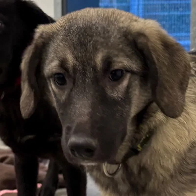 Cici (reserviert), female Mixed Breed for adoption at Tierheim Bergheim, Bergheim — photo 4 of 4