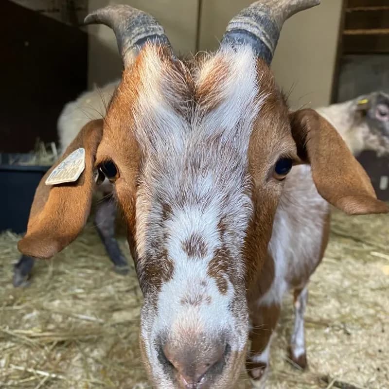 Curry, female mixed breed for adoption at Tierheim Bergheim, Bergheim