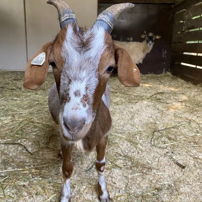 Curry, female mixed breed for adoption at Tierheim Bergheim, Bergheim — photo 2 of 3