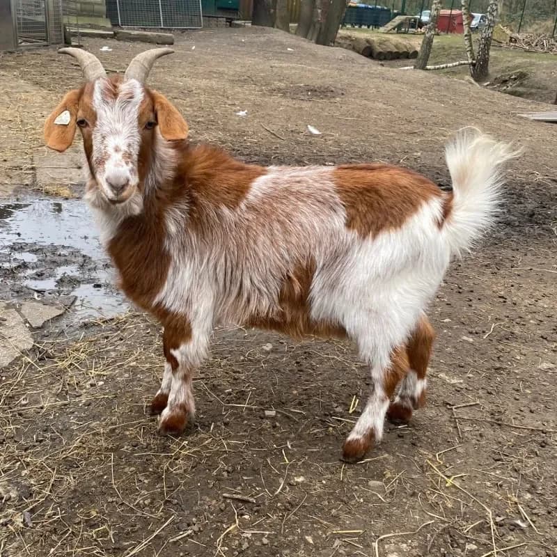 Curry, female mixed breed for adoption at Tierheim Bergheim, Bergheim — photo 3 of 3