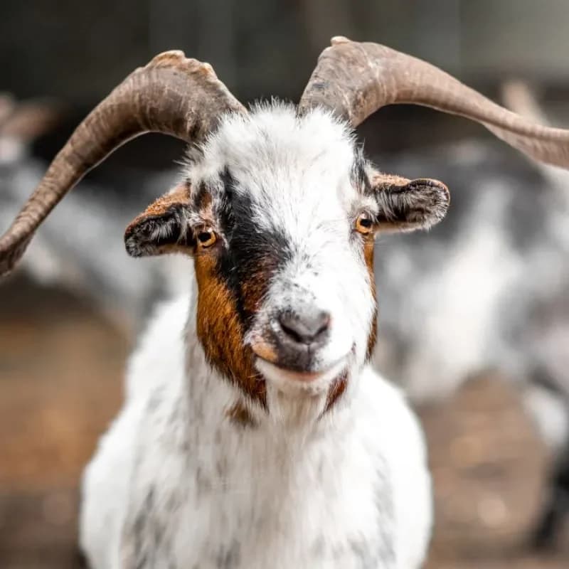 Chef, male mixed breed for adoption at Tierheim Bergheim, Bergheim