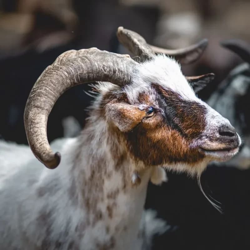 Chef, male mixed breed for adoption at Tierheim Bergheim, Bergheim — photo 2 of 3