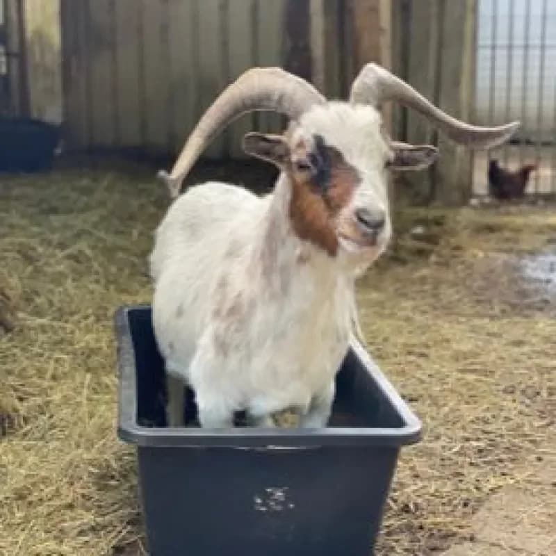 Chef, male mixed breed for adoption at Tierheim Bergheim, Bergheim — photo 3 of 3