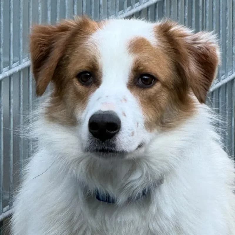 Darius, male young Mixed Breed for adoption at Tierheim Bergheim, Bergheim