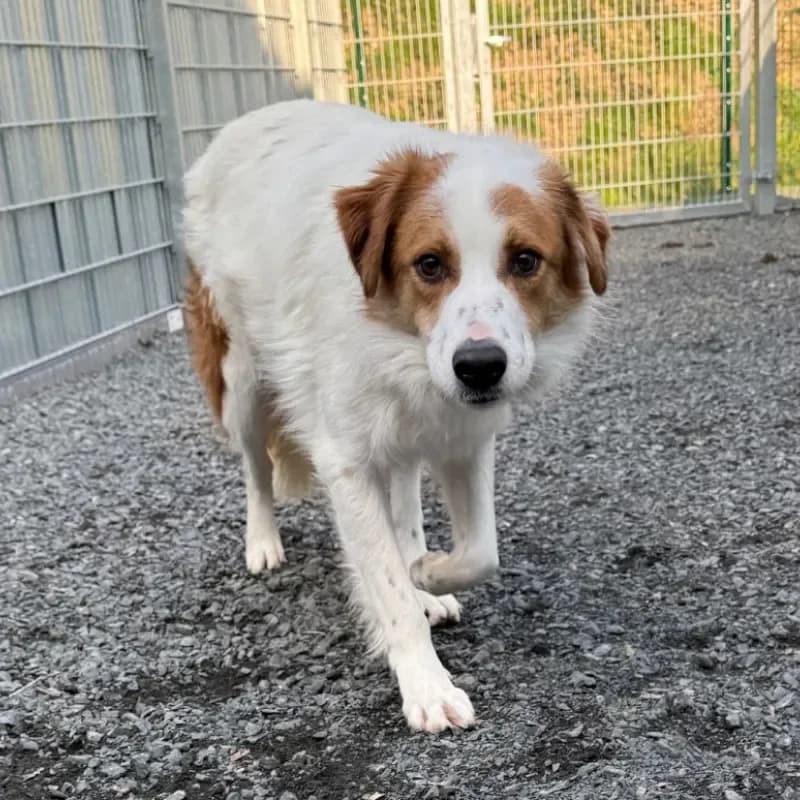 Darius, male Mixed Breed for adoption at Tierheim Bergheim, Bergheim — photo 2 of 4