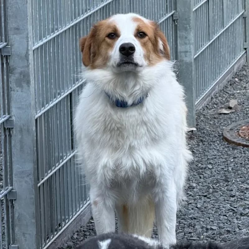 Darius, male Mixed Breed for adoption at Tierheim Bergheim, Bergheim — photo 3 of 4