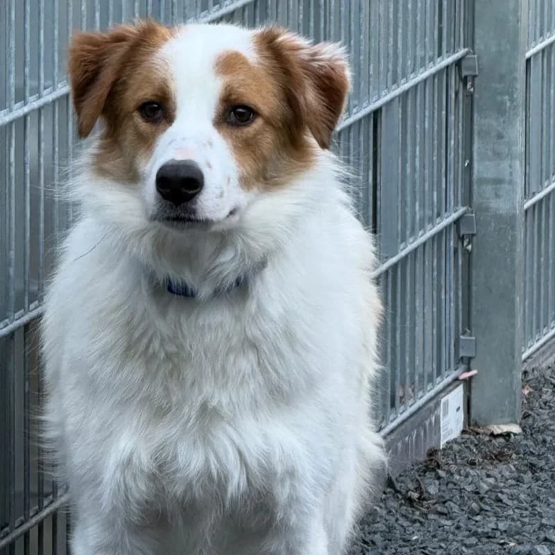 Darius, male Mixed Breed for adoption at Tierheim Bergheim, Bergheim — photo 4 of 4