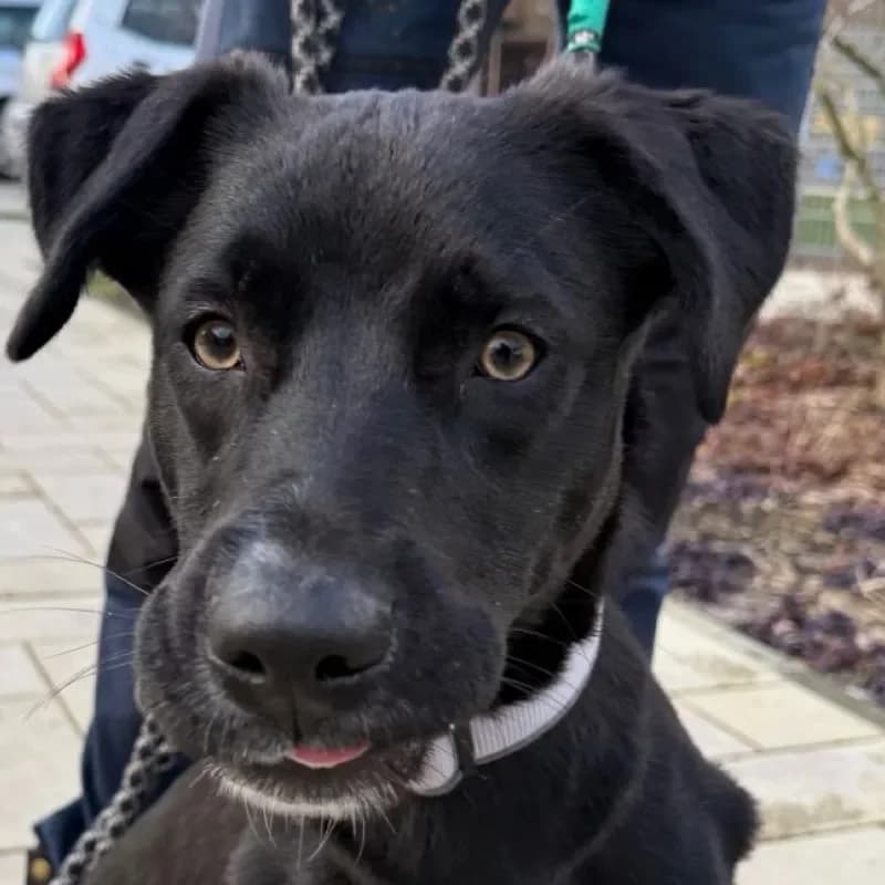 Diva, female young Labrador Retriever for adoption at Tierheim Bergheim, Bergheim
