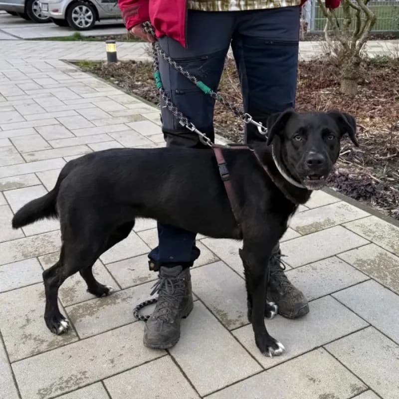 Diva, female Labrador Retriever for adoption at Tierheim Bergheim, Bergheim — photo 2 of 4