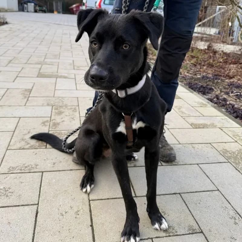 Diva, female Labrador Retriever for adoption at Tierheim Bergheim, Bergheim — photo 4 of 4