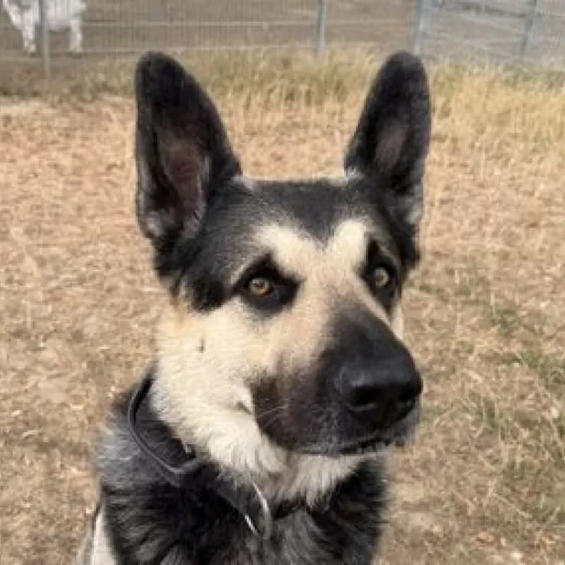 Dragon, male German Shepherd for adoption at Tierheim Bergheim, Bergheim