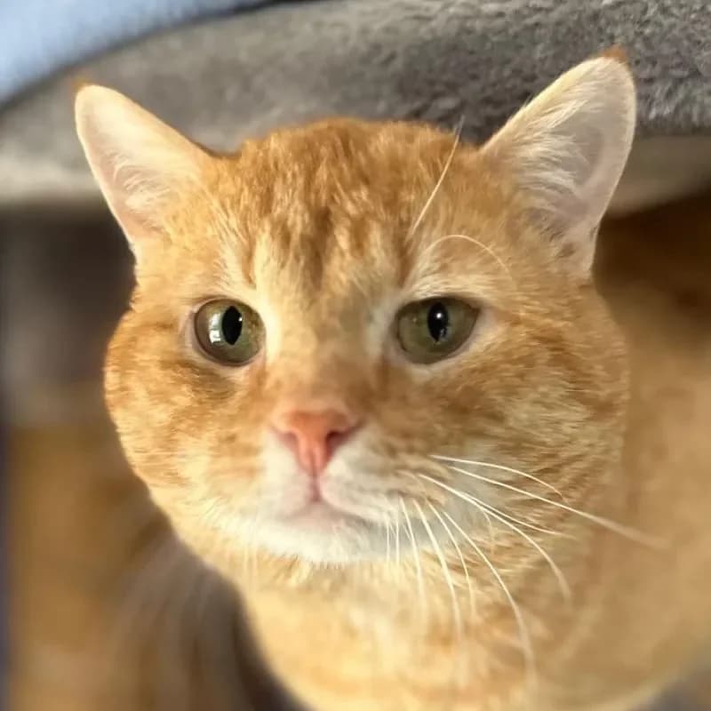 Edgar (reserviert), male mixed breed for adoption at Tierheim Bergheim, Bergheim