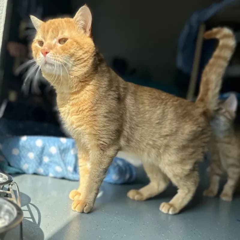 Edgar (reserviert), male mixed breed for adoption at Tierheim Bergheim, Bergheim — photo 2 of 4