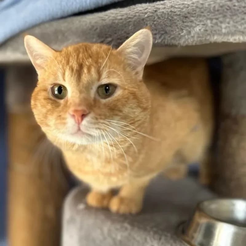 Edgar (reserviert), male mixed breed for adoption at Tierheim Bergheim, Bergheim — photo 3 of 4