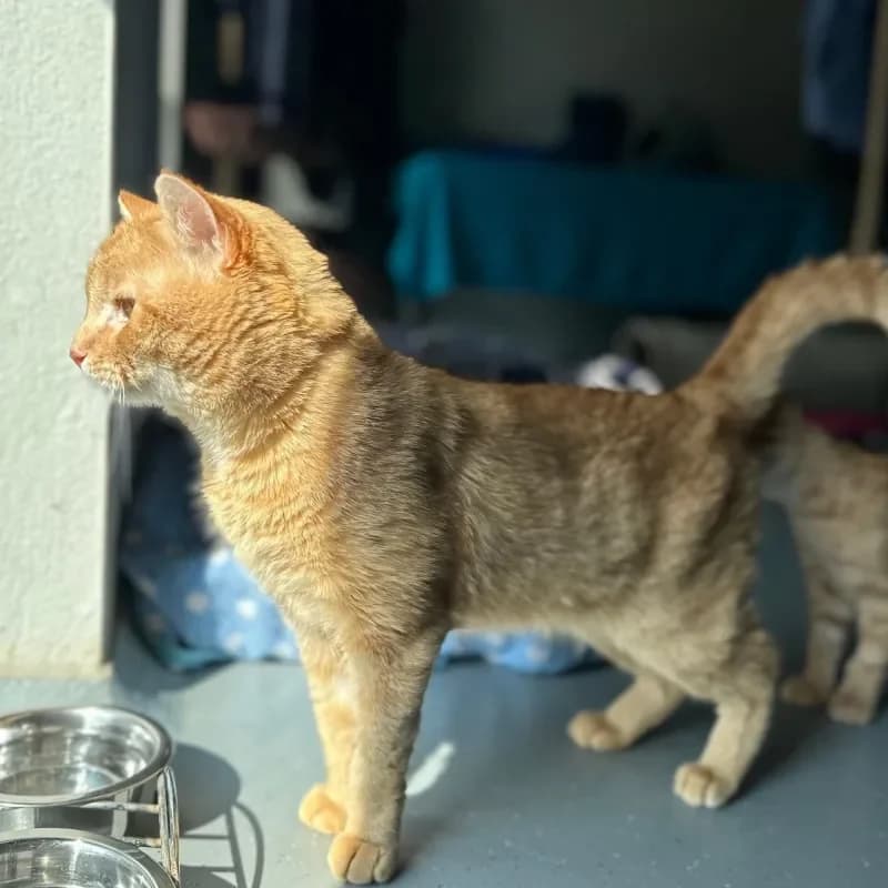 Edgar (reserviert), male mixed breed for adoption at Tierheim Bergheim, Bergheim — photo 4 of 4