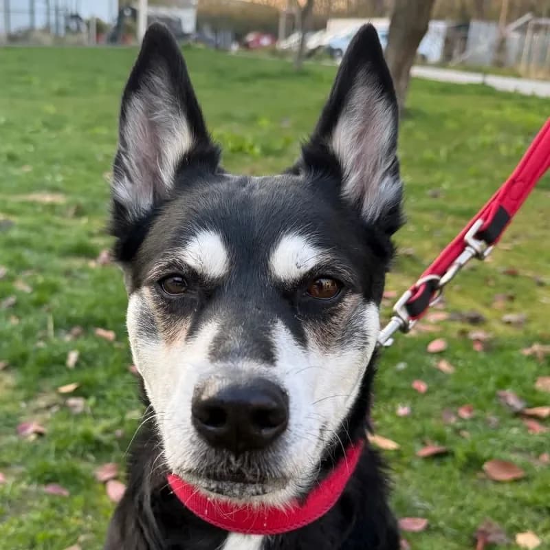 Elaine, female Husky for adoption at Tierheim Bergheim, Bergheim