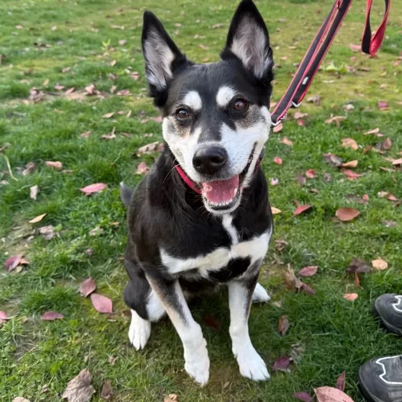 Elaine, female Husky for adoption at Tierheim Bergheim, Bergheim — photo 2 of 4