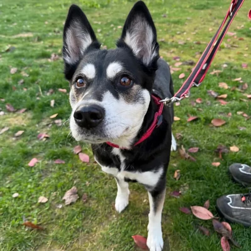 Elaine, female Husky for adoption at Tierheim Bergheim, Bergheim — photo 3 of 4