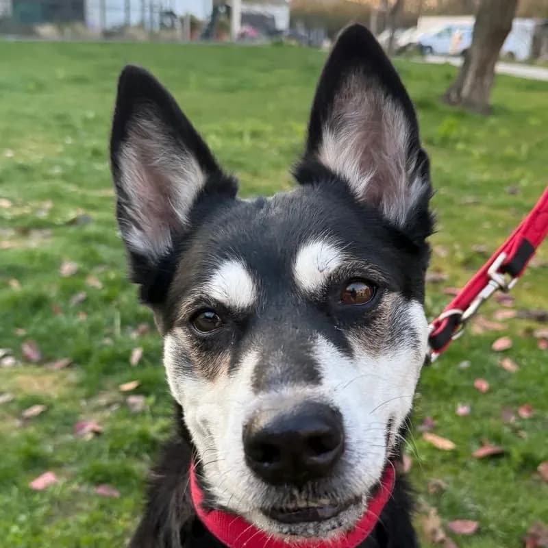 Elaine, female Husky for adoption at Tierheim Bergheim, Bergheim — photo 4 of 4