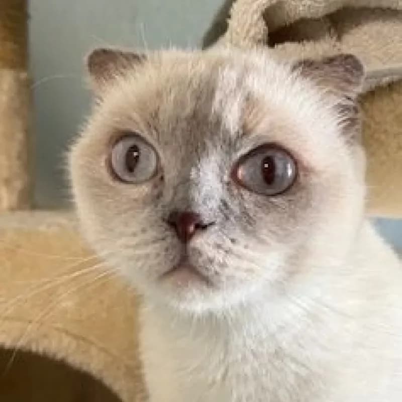 Emma, female Scottish Fold for adoption at Tierheim Bergheim, Bergheim