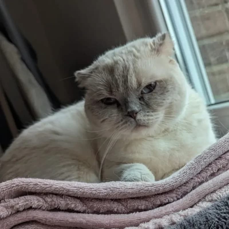 Emma, female Scottish Fold for adoption at Tierheim Bergheim, Bergheim — photo 2 of 4