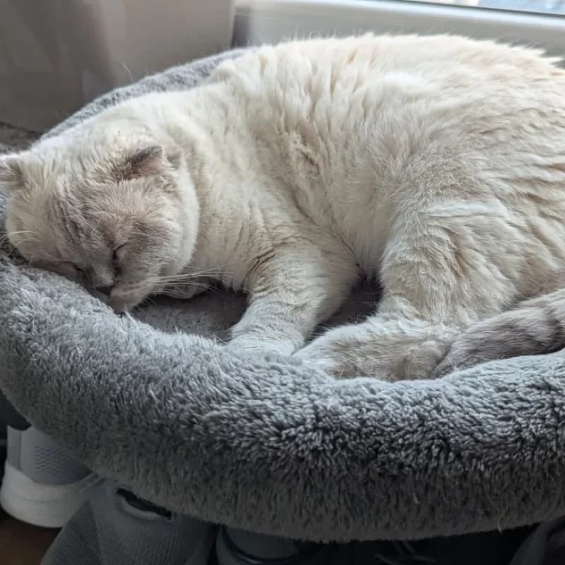 Emma, female Scottish Fold for adoption at Tierheim Bergheim, Bergheim — photo 3 of 4