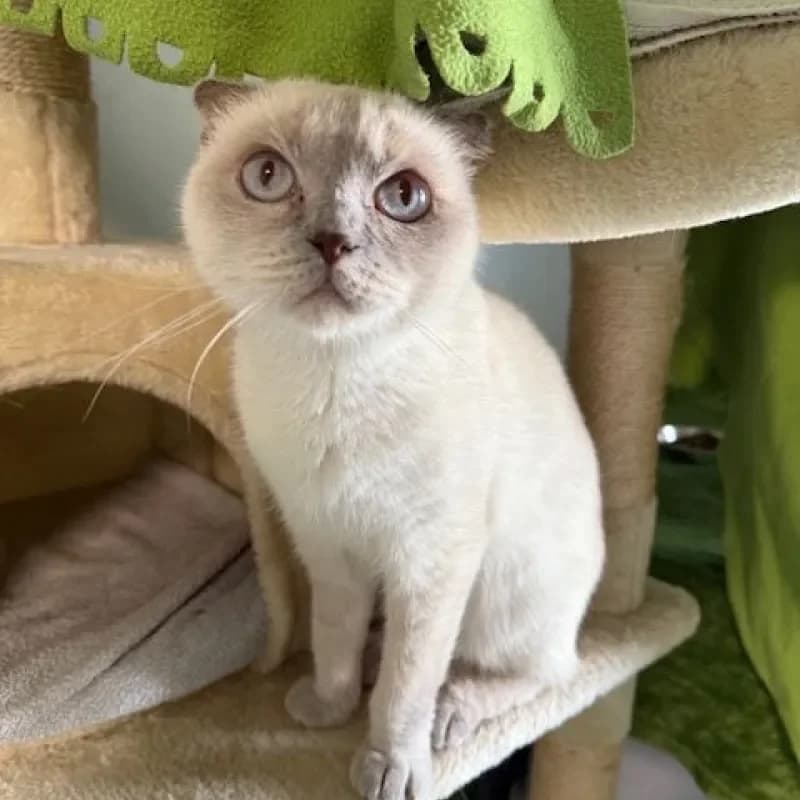 Emma, female Scottish Fold for adoption at Tierheim Bergheim, Bergheim — photo 4 of 4