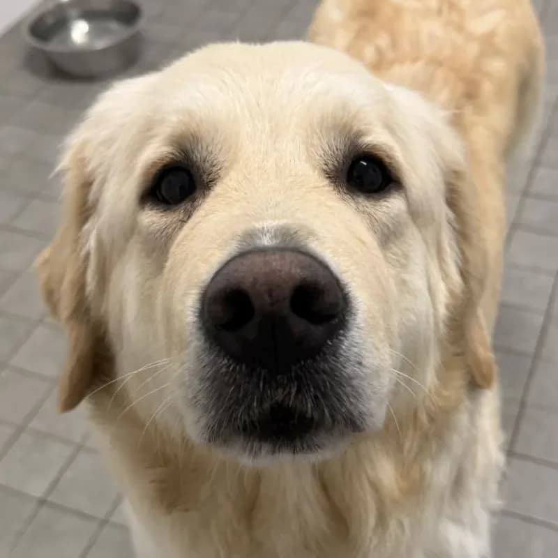 Emma, female 3yo Golden Retriever for adoption at Tierheim Bergheim, Bergheim