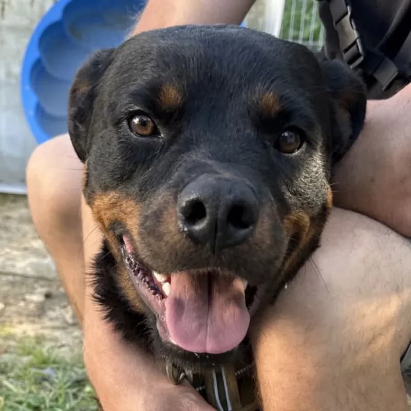 Enzo (reserviert), male Rottweiler for adoption at Tierheim Bergheim, Bergheim