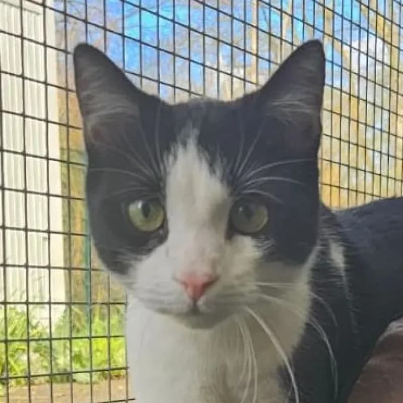 Ernie (reserviert), male mixed breed for adoption at Tierheim Bergheim, Bergheim