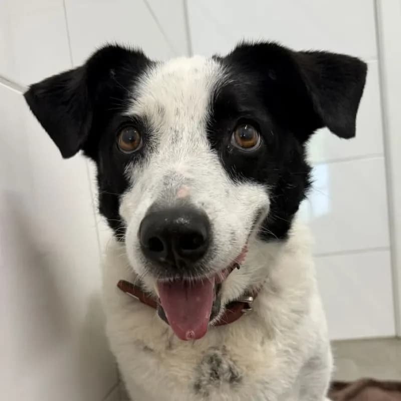 Flicka, female senior Mixed Breed for adoption at Tierheim Bergheim, Bergheim