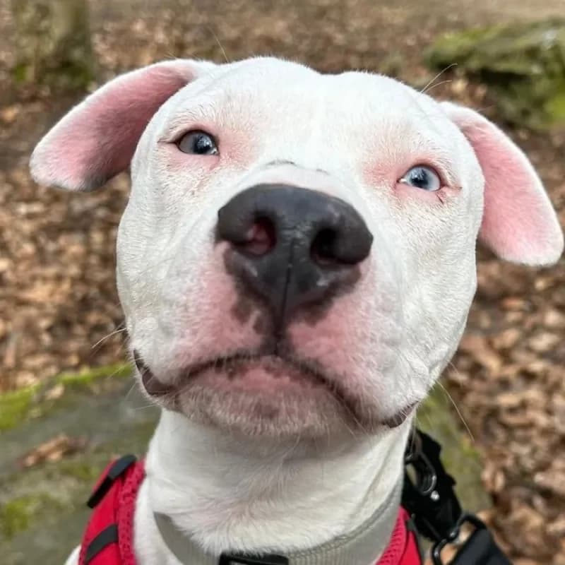 Freya, female young Staffordshire Bull Terrier for adoption at Tierheim Bergheim, Bergheim