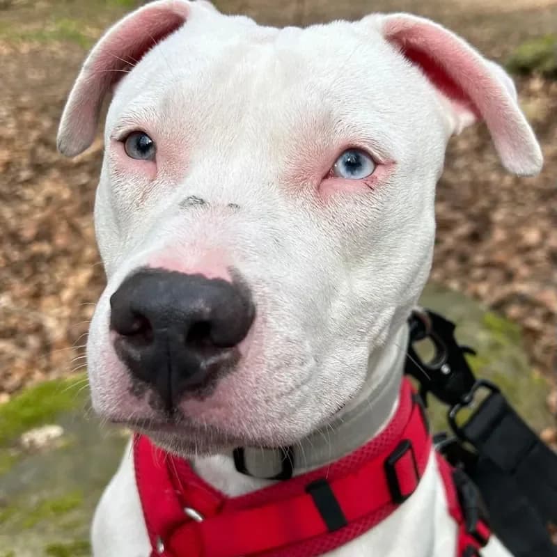 Freya, female Staffordshire Bull Terrier for adoption at Tierheim Bergheim, Bergheim — photo 2 of 3