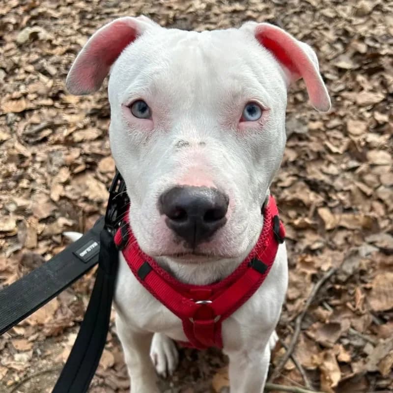 Freya, female Staffordshire Bull Terrier for adoption at Tierheim Bergheim, Bergheim — photo 3 of 3